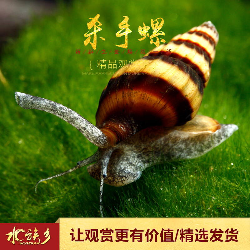 Killer snail tropical viewing except freshwater snail live pet assassin snail water tank tool bumblebee drill snail