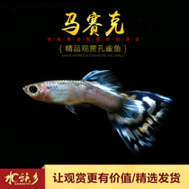 Aquarium Township] Training level mosaic guppies tropical ornamental fish tank pet live freshwater phoenix tail medaka
