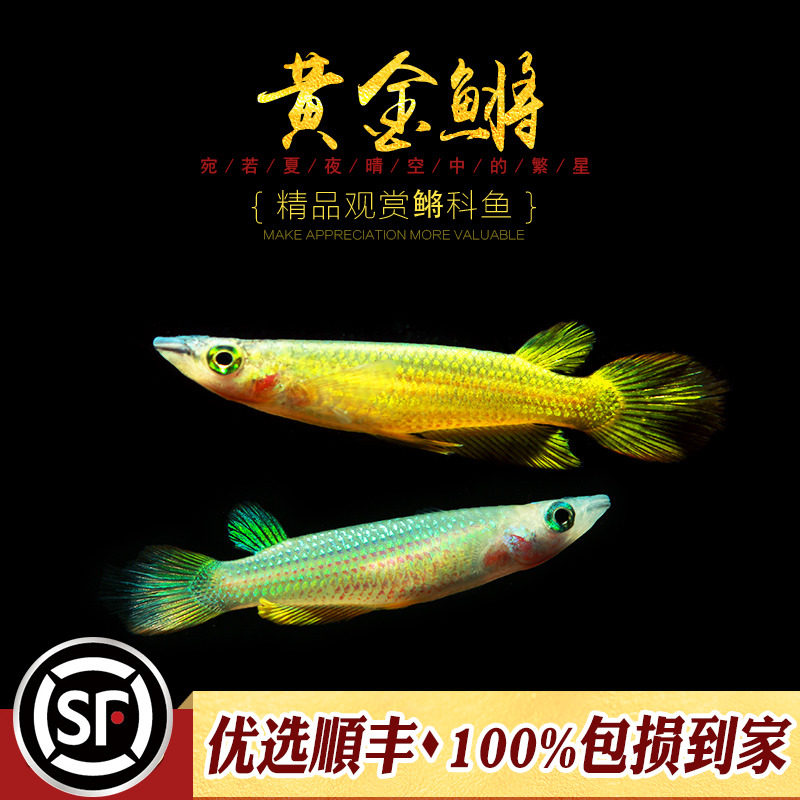 Gold - water Tropical Watch Lamps of the Lampy Club of India Little Golden Dragon Club