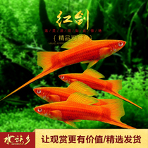 Red swordfish Gaofan cinnabar Red Arrow Swallow-tailed Rainbow Sword Red Mary Tropical Freshwater Ornamental Fish Small Viviparous Fish Live