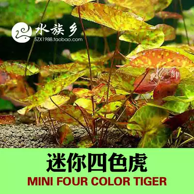 Aquarium Township] Mini four-color Tiger Red Tiger green tiger spotted water lily spray point water lotus background water grass