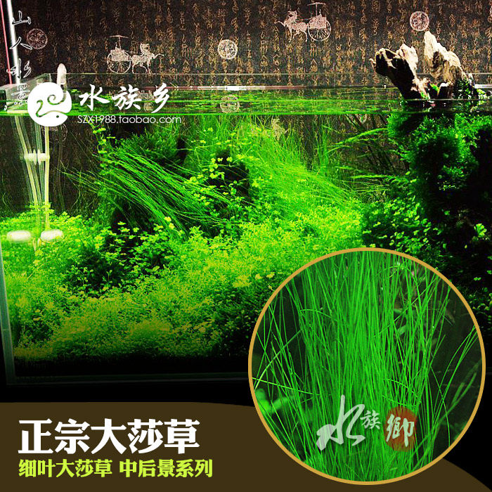 Water ethnic township] Large sand grass coniferous coniferous sashgrass medium rear view fish tank made of sloppy water grass underwater grass