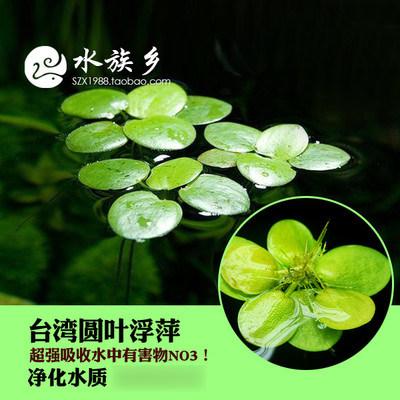 Aquarium township ] Taiwan round pink pink pink grass purified water crystal crystal cylinder is recommended