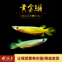 Golden medaka freshwater tropical ornamental lamp medaka aquaculture tank Indian small golden dragon medaka grass tank small live fish