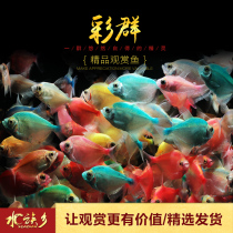 Color Group black skirt colorful skirt glass colored fresh water Small group swimming flag aquatic tank living tropical small fish