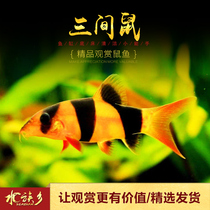 Three times rat fish Clown Loach three rat fish dragon fish with fish clear tank tropical ornamental tools fish live pet