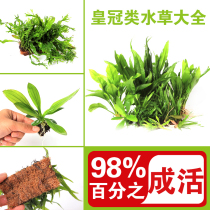 Crown Water Grass Antlers Iron Fine Leaf Iron Pocket Mini Needle Crown Red Egg Green Dan Nine Crown New Prospect Water Grass