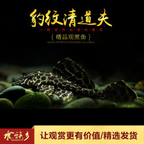 Aquarium Township] BAO WEN scavenger tropical viewing Leopard Queen big sail special-shaped pipa cleaning tool fish tank