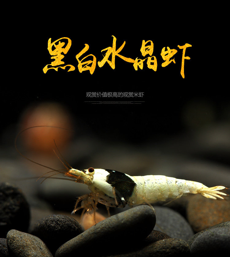 [ 黑白水晶虾-01.jpg]