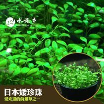 Aquarium Township] Japanese dwarf pearl fish tank landscaping common prospects Mini water grass skin can spread turf
