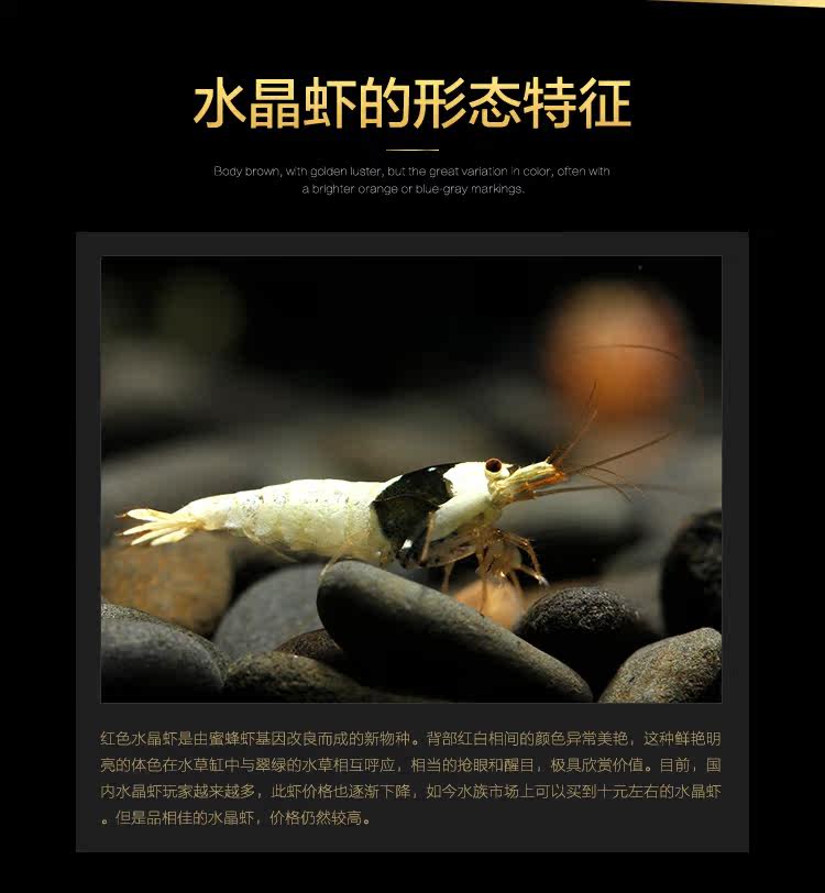 [ 黑白水晶虾-05.jpg]