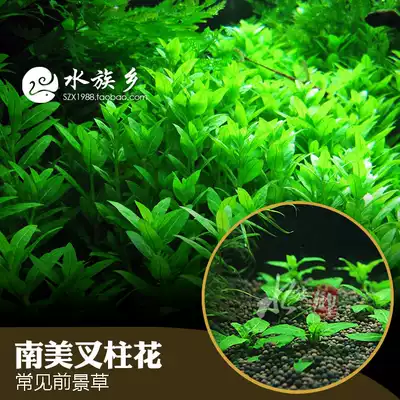 Aquarium Township] Prospect water quality authentic South American fork pillar flower fork column green leaf willow fish tank landscape recommendation