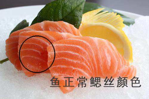 魚正常的鰓絲顏色老魚蒙魚鰓病用於對照圖觀賞魚醫生幫看魚病