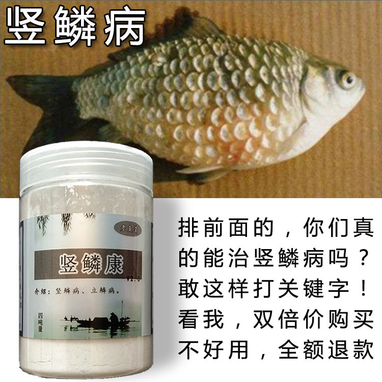 錦鯉豎鱗病觀賞魚立鱗病金魚鱗立病熱帶魚炸鱗魚鬆鱗鬆球魚藥