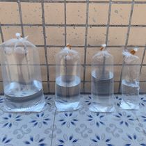 Special thick aquarium ornamental fish bag two-corner flat express transport live fish bag plastic oxygen bag price low