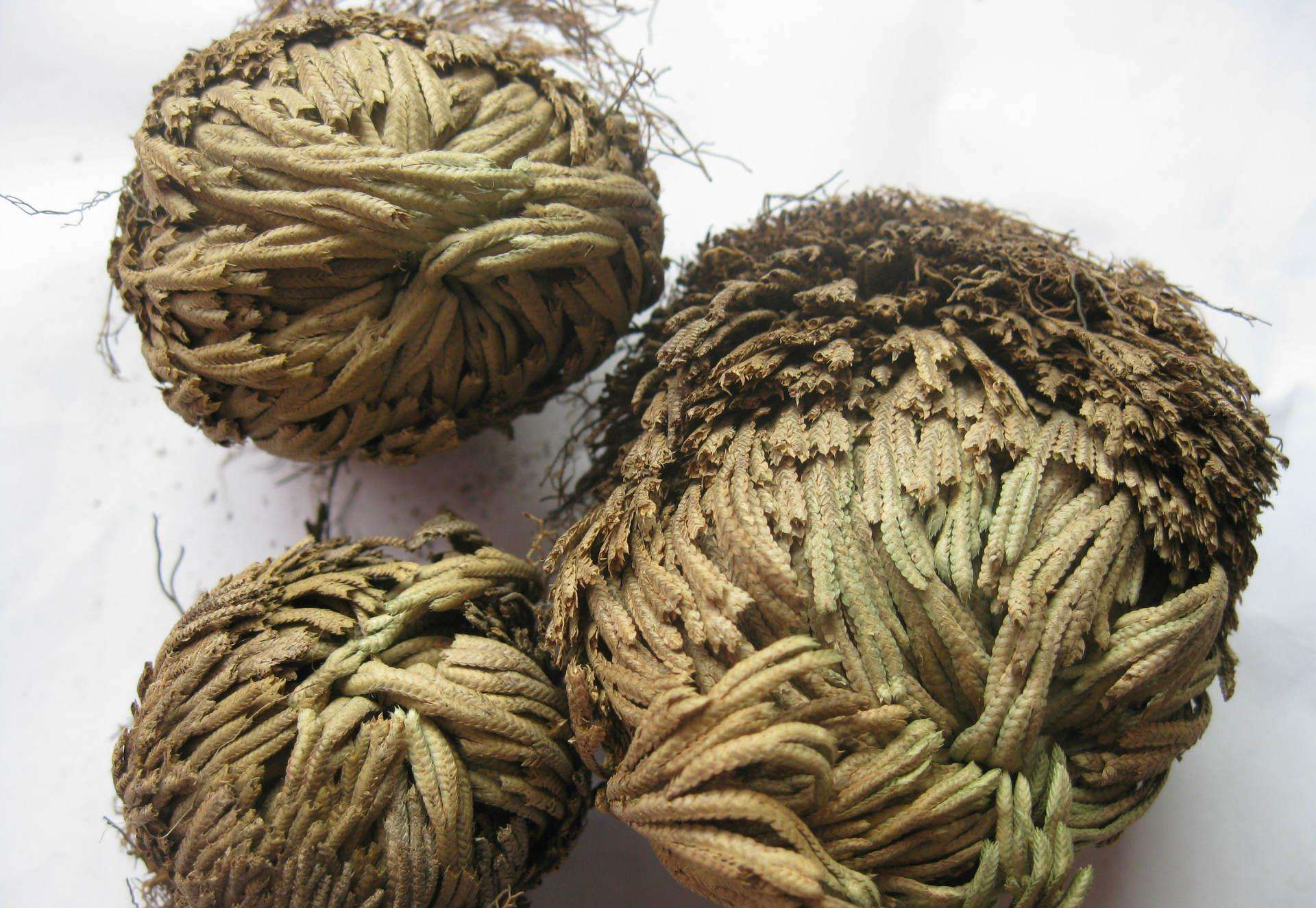 Wild nine dead soul grass resurrection grass plant undead grass Wild soul miniature bonsai pot plant table