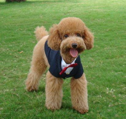 (Beautiful, handsome, handsome, welfare season, pet puppy clothes) The owner arranges the largest series of no-nonsense cotton-padded winter clothes
