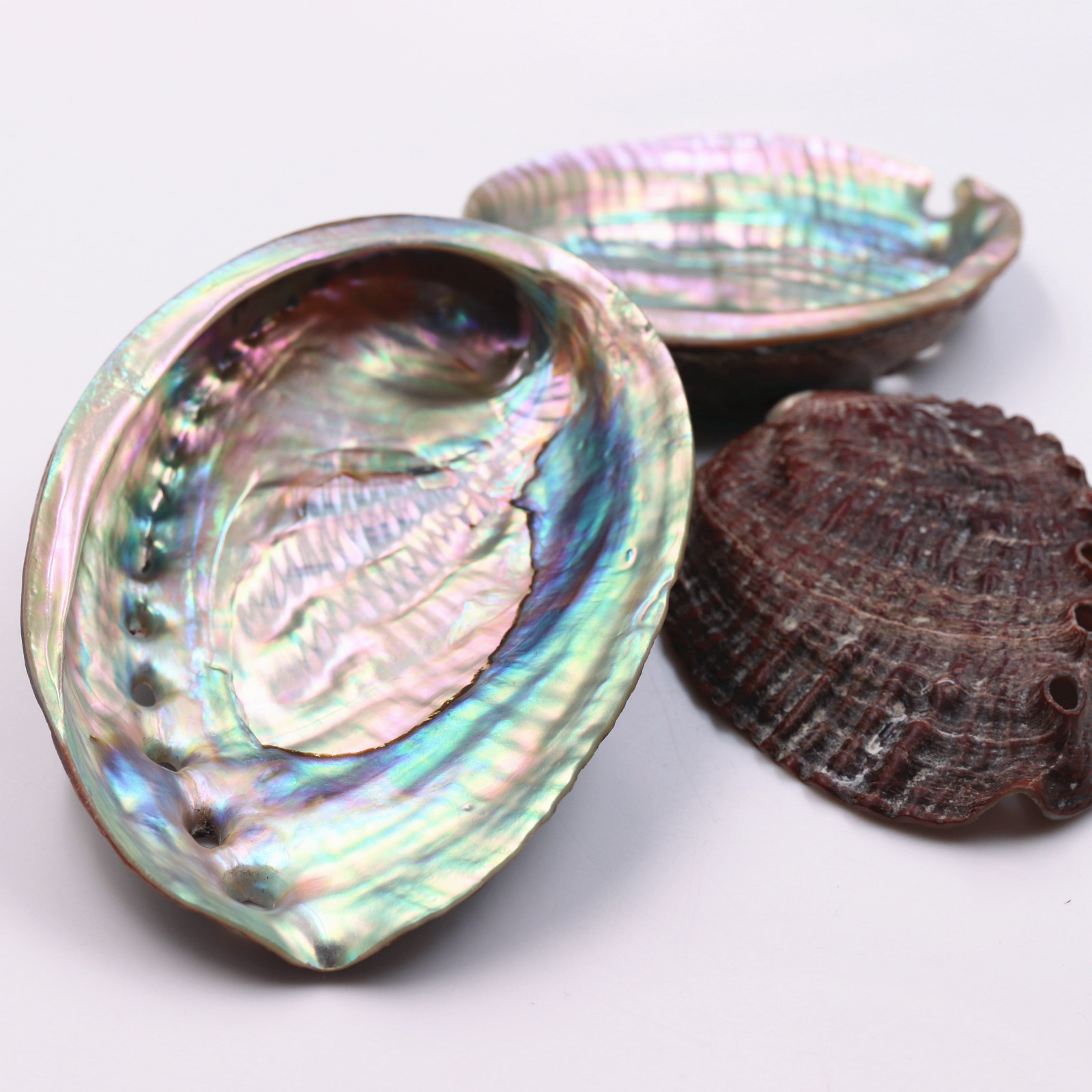 Natural abalone shell burning sage container jewelry storage conch shell fish tank landscaping shooting props