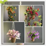 Симуляция цветочных растений, роза Роза Роза Роза Роза Кита Утреннее цветок цветок цветочный цветок