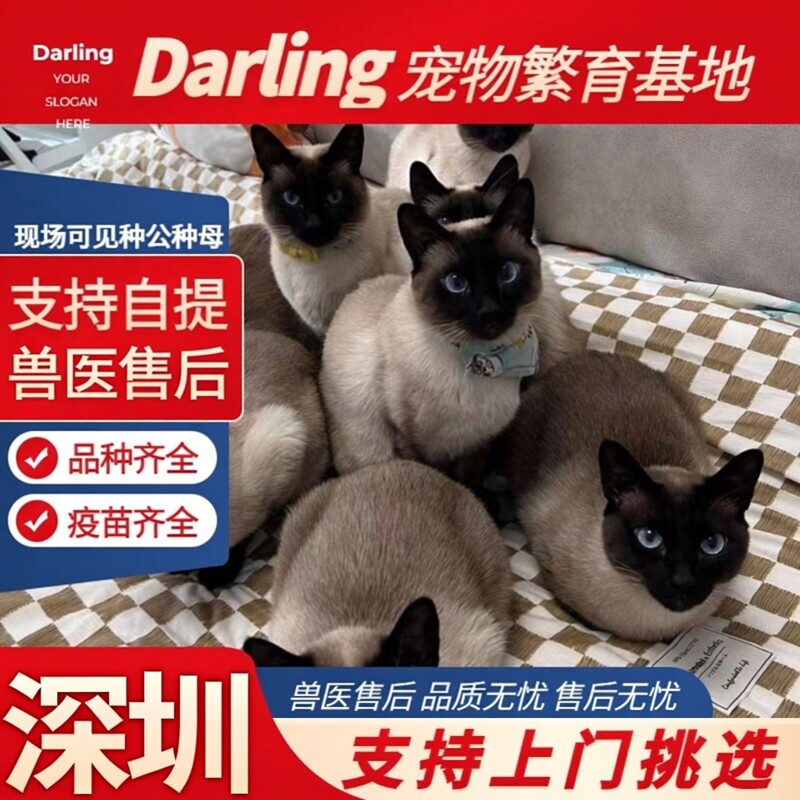 🐱遇见你的专属小伙伴!深圳猫舍暹罗猫活体星罗猫米白色短毛小猫💖-猫咪-淘宝好物网