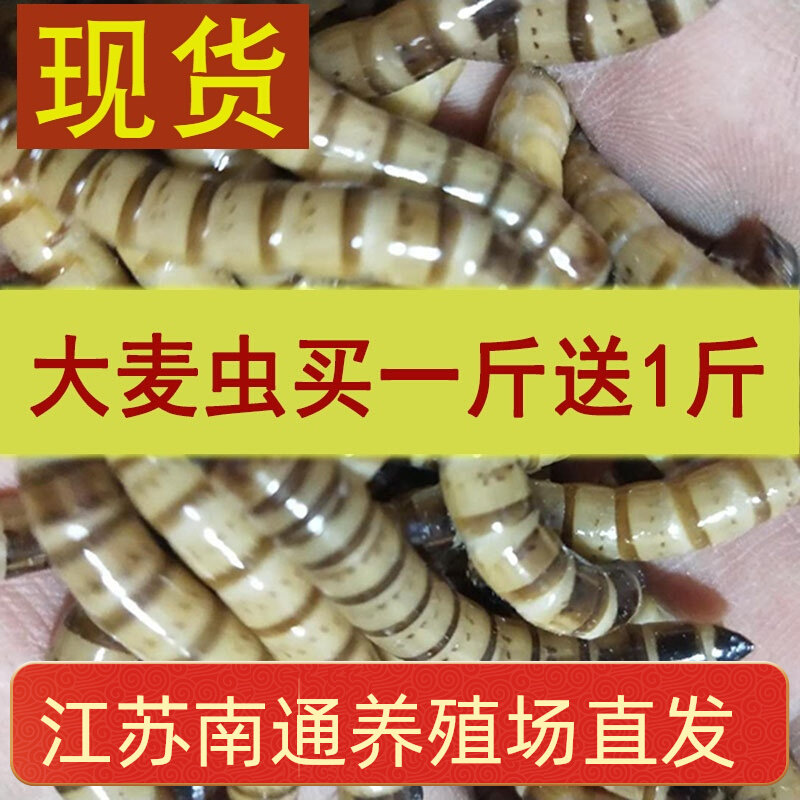 Nantong straight-haired barley worm live black thrush golden arowana red arowana pet feed worm large bread worm live worm