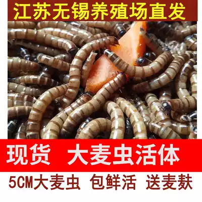 Wuxi straight hair barley worm live insect a catty live insect 500g fresh red dragon live feed turtle bird feed