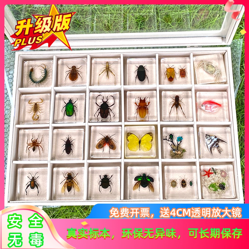 生物昆虫ファーブル本物の昆虫標本ギフトボックスおもちゃ琥珀教育海洋カニ蝶科学実験