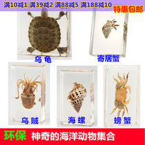 Kindergarten teaching real marine animal specimens Crab Squid resin turtle octopus hermit crab crayfish