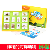 Qianfan kindergarten teaching mysterious marine animal starfish Shell Crab Squid octopus real specimen set