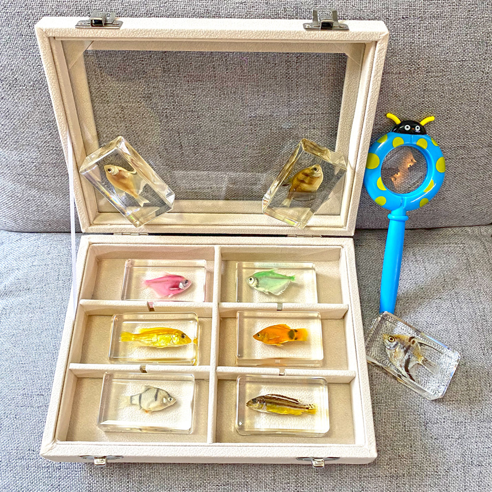 Marine Tropical Fish Ornamental Fish God Fairy Fish Peacock Fish Peacock Fish Freshwater Fish Specimen Resin Book Town Swing Piece Amber