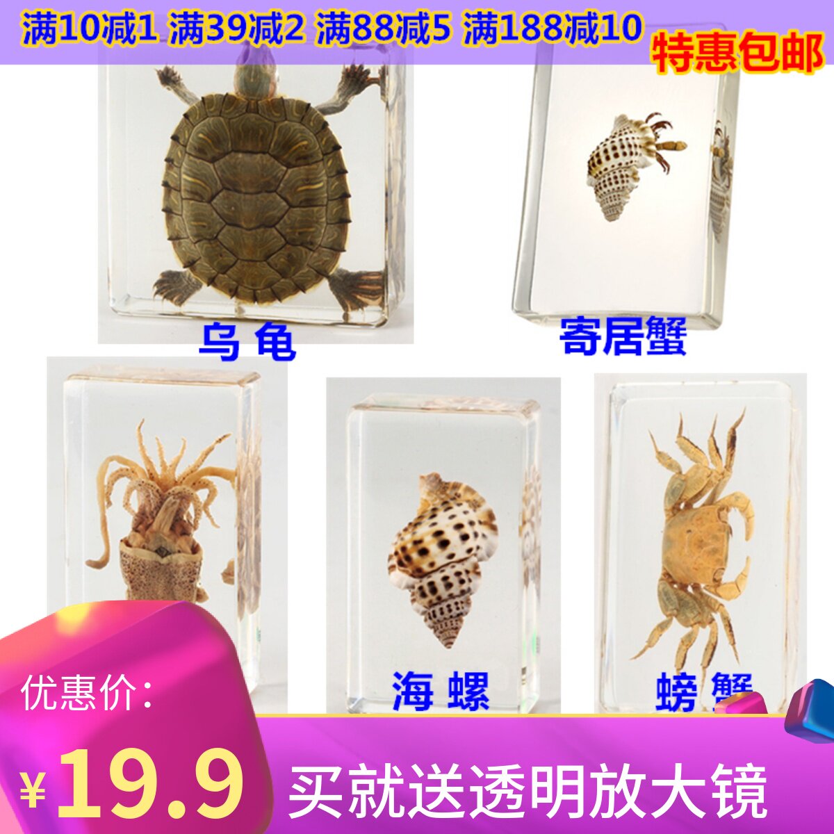 Kindergarten Teaching Real Marine Animal Specimens Crab Squid Resin Uglans Octopus Octopus for crab crayfish