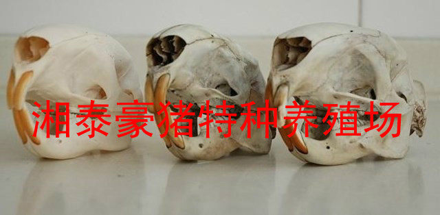 Farmed porch skull specimen Craft Arrow pig head craft accessories