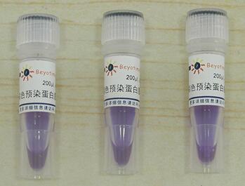 彩色预染蛋白质分子量标准(10-180kD)  P0068/P0069  碧云天生物
