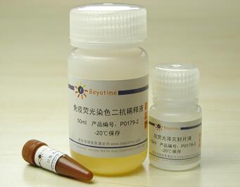 免疫荧光染色试剂盒-抗兔Alexa Fluor 555   P0179/300次 碧云天