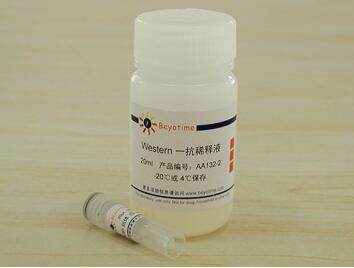 Cytokeratin 13 Rabbit Monoclonal Antibody  AF2326/50ul碧云天