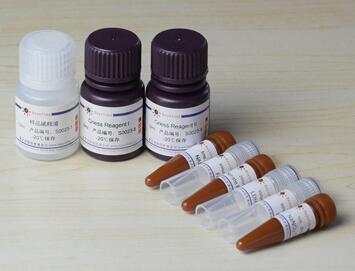 总一氧化氮检测试剂盒S0023/50次 S0024/200次  碧云天beyotime