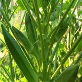 Семена желтой бамии зеленой балковой балковой балковой площад