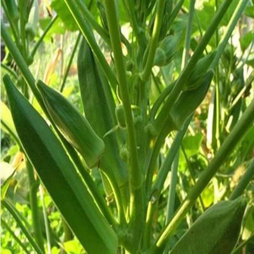 Семена желтой бамии зеленой балковой балковой балковой площад