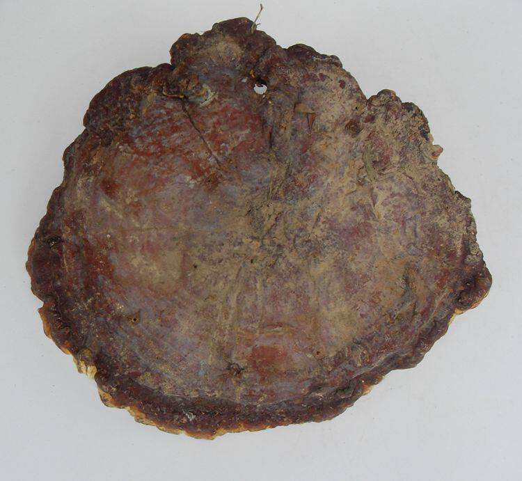 21 Year New Guangxi Deep Mountain Extra Large Wild Spirit Ganoderma Red Spirit Ganoderma An Nourishing 21-25CM250g