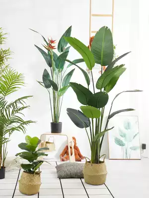 High simulation Nordic plant simulation banana large landing plant pot bird of paradise simulation traveler banana