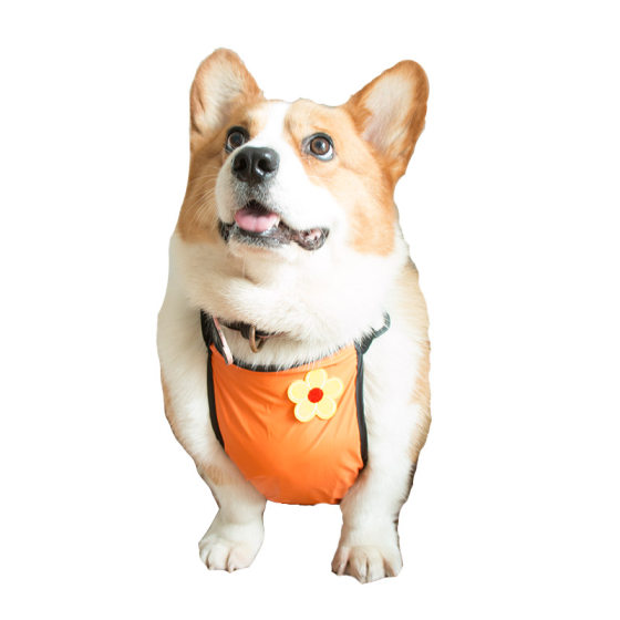 Dog Corgi Belly Waist Waterproof Clothes Summer Thin Style To Prevent Colds To Protect Belly Pet Belly Protector Teddy Raincoat Funny