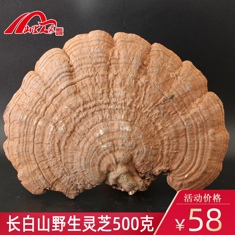 Buy 2 get 1 free Changbaishan Wild Flat Cover Ganoderma Lucidum 500g Tree Tongue Ganoderma Lucidum Qingzhi Linzhi Whole Ganoderma lucidum can be diced