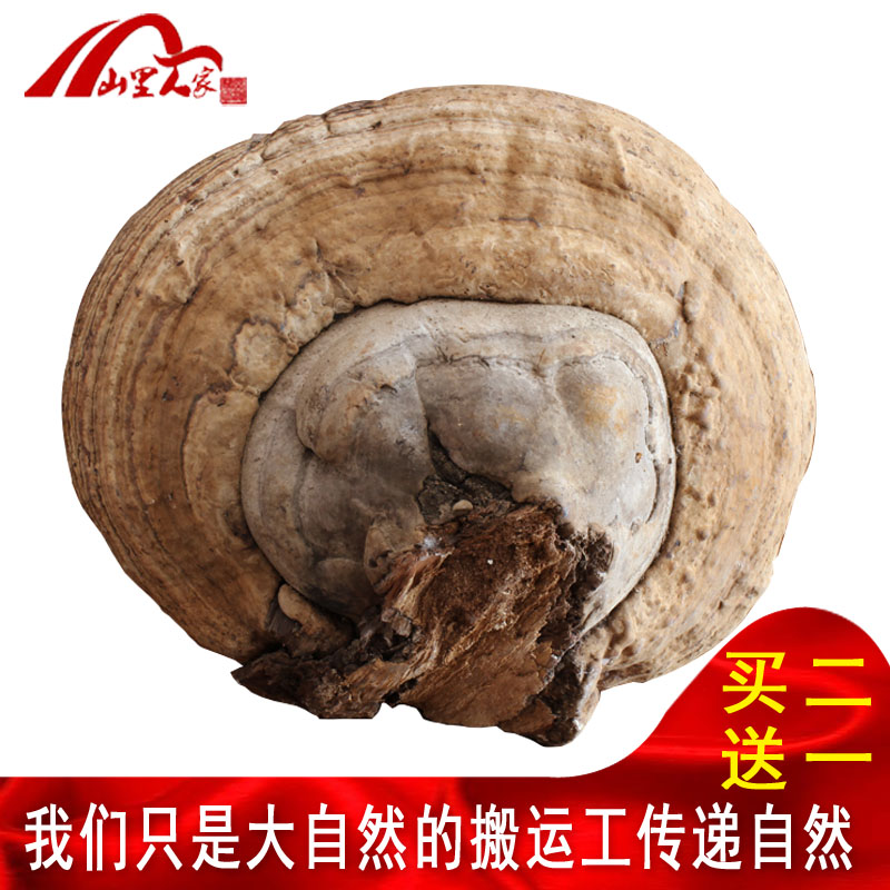 Mountain people's home Buy 2 send 1 long white mountain wild wood hooed layer pore fungus wood hooves 500 gr wild lingzhi fungi