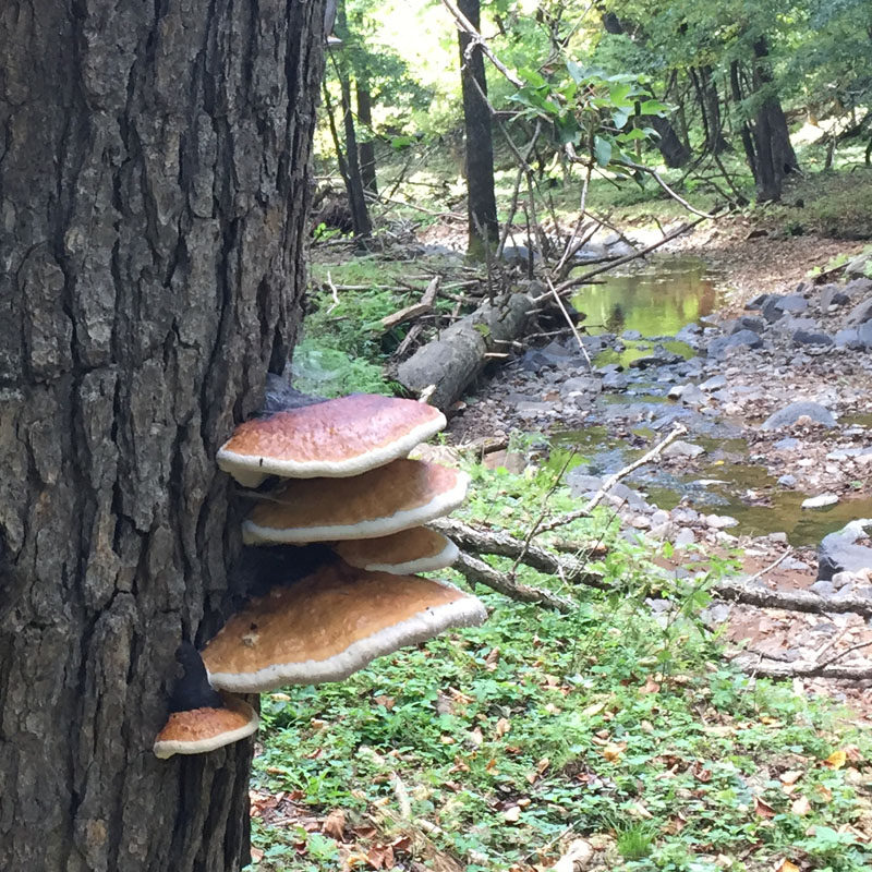 People in the mountains Changbai Mountain Wild Ganoderma lucidum Wild Ganoderma Lucidum Wild Ganoderma Ziji Dry Goods Deep Mountain Linzhi 200 grams