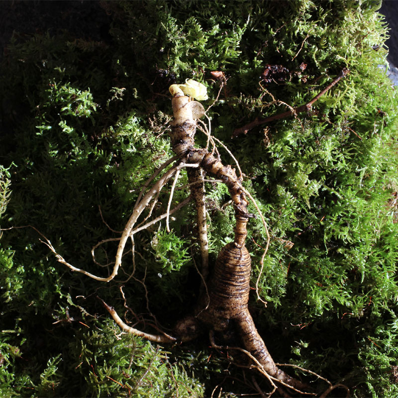 Mountain People's Family Fresh Mountain Ginseng Mountain Ginseng Linchin Ginseng Single branch larger than 20 gr 15 -20 -20 years Fresh ginseng Bubble Mountain ginseng