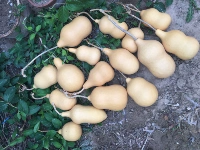 От десяти до двадцатицентративных форм высокого уровня распределены случайным образом