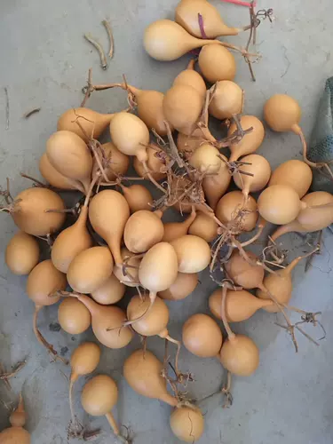 Естественная странная инопланетная граната зимняя дыня яблочная тыква ручной работы ручной работы