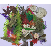 Natural plant specimens real leaves collection hand stickers childrens DIY tree leaf painting materials creative early education
