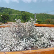 2023 New Tea Zhangjiajie Berry Tea Rattan Tea Longxu Tea Yajian Berry Tea Maoyan Berry Tea 500g