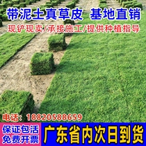 With soil real lawn turf paving greening outdoor real grass with soil Taiwan grass villa courtyard garden four seasons green